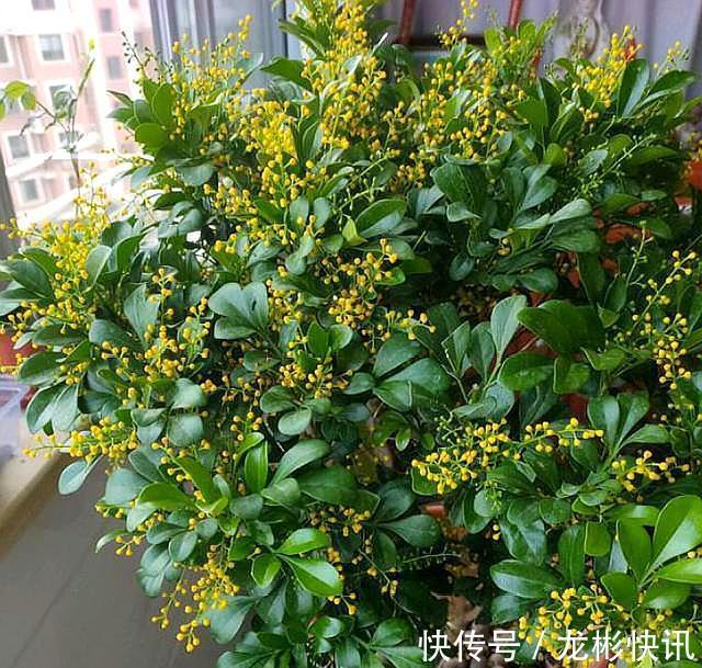 米兰花|新手养米兰,按照养护“步骤”,不断开花不断长,清香飘满屋