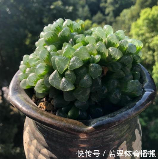 植株|养1年的玉露群生,盆内显得太挤,狠心将其拆了,结果成玉露大户