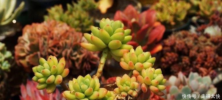夏天室内养多肉好处多，度夏省心，但要注意3件事，不然还是会挂！