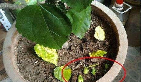 室内养花，有3个“禁忌”，难怪黄叶不开花，现在改了还不晚