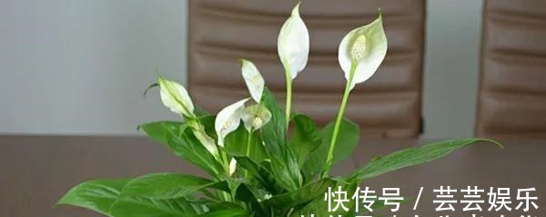 栽种|常见5种室内花，漂亮又好养，花语很吉利，你更喜欢哪一种呢