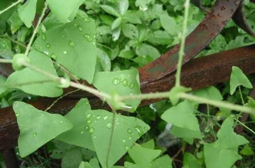 農村這野草很普通，但名字很霸氣，用途很大，是農民救命藥？