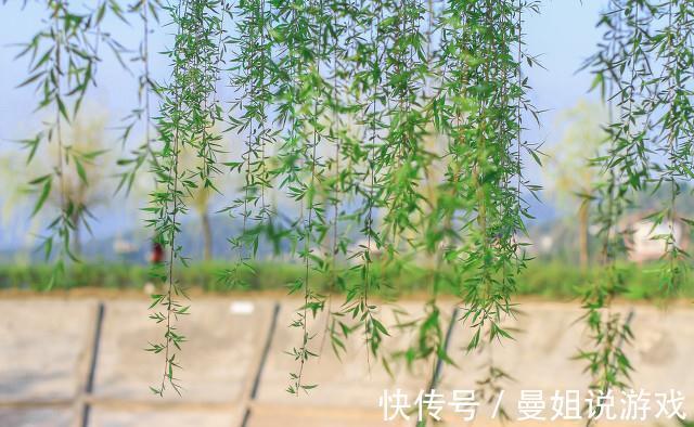 3种方式自制养花生根剂,环保、有效,而且简单易学