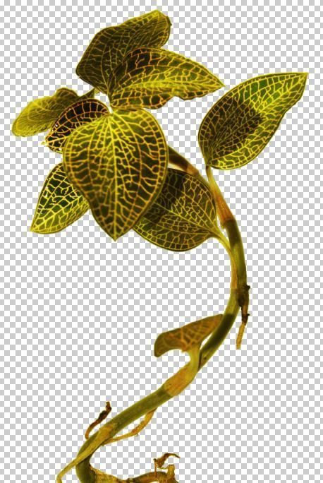 农村一野草,人称“药王”和“神草”,比野人参还珍贵