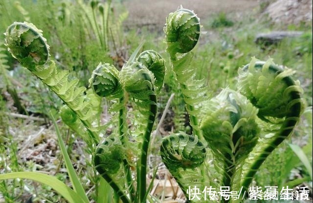 婆婆丁|农村这几种野菜很常见，外表普通，营养价值却很高，你吃过吗