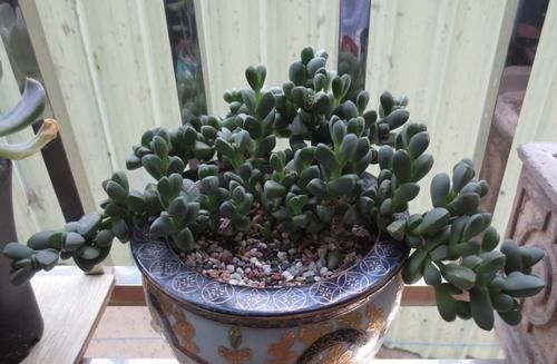 养多肉就得“控水”？不，单独水培它们，反而长得又快又好