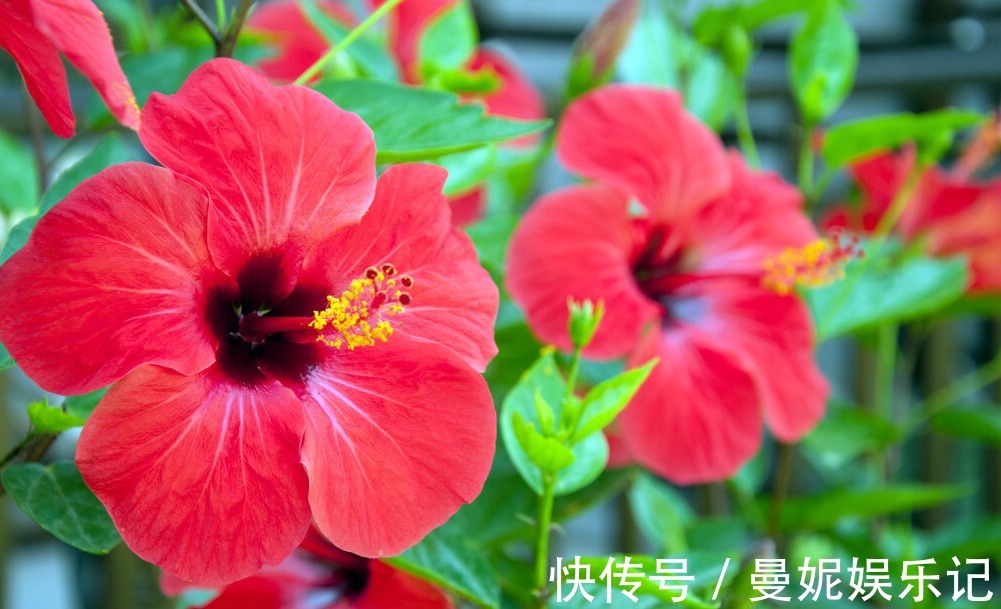 为了一盆花,家人关系彻底破裂,花有什么错?