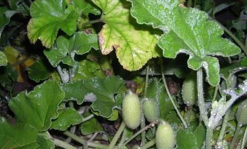 農(nóng)村叫“噴瓜”的植物，是天然“瀉下劑”，遇見別摘它