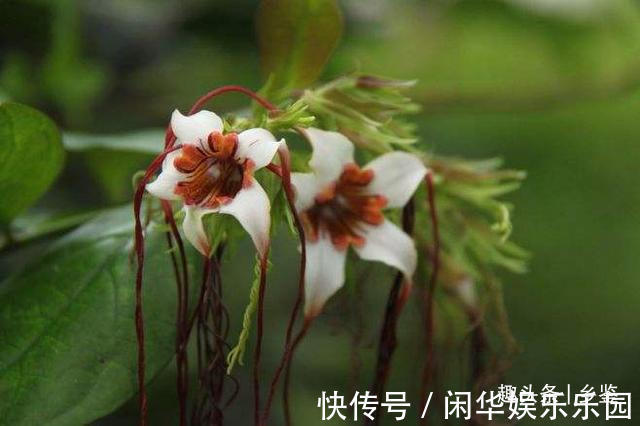 羊角拗|果实形似羊角,村里人遇见后却绕道走,这种植物有啥特别?