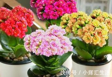 想要植物开花多,花色艳,2种垃圾扔盆里,效果十分显著