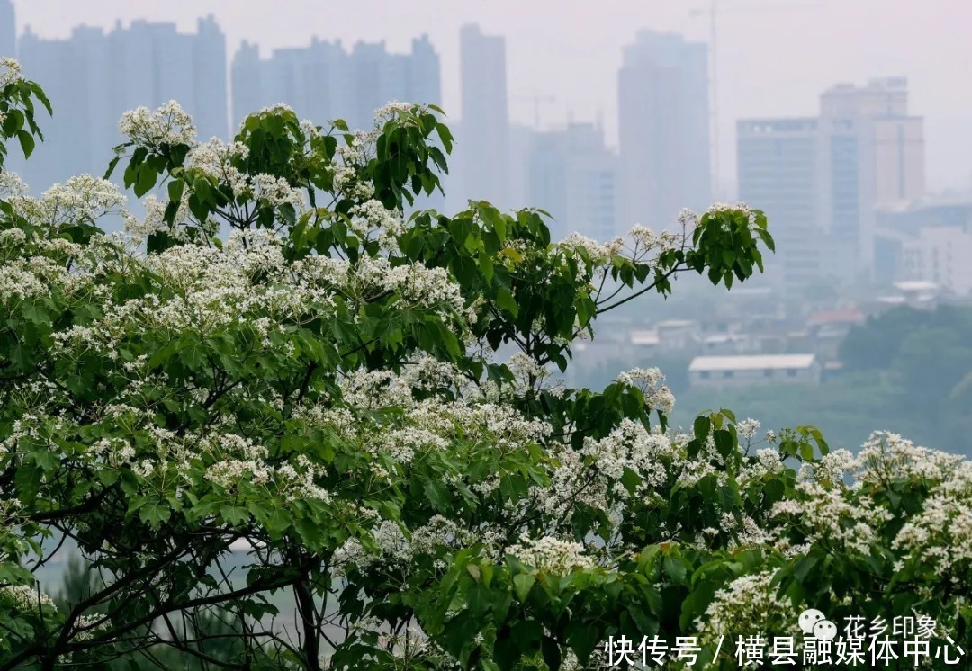 人间四月芳菲尽，梧桐花开正当时