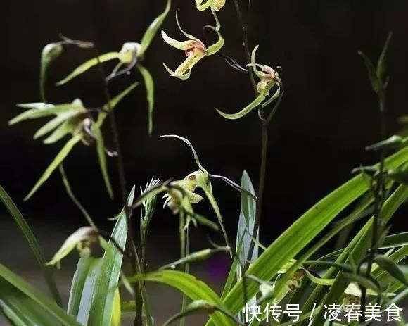 虎皮兰|这16种花冬天越浇越死，3个月不管，反而长高个