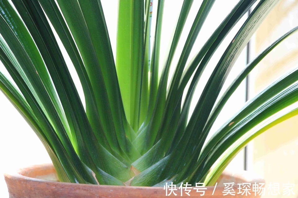 养君子兰“趁现在”，多做2件事，长成“大白菜”，一盆冒5个花箭