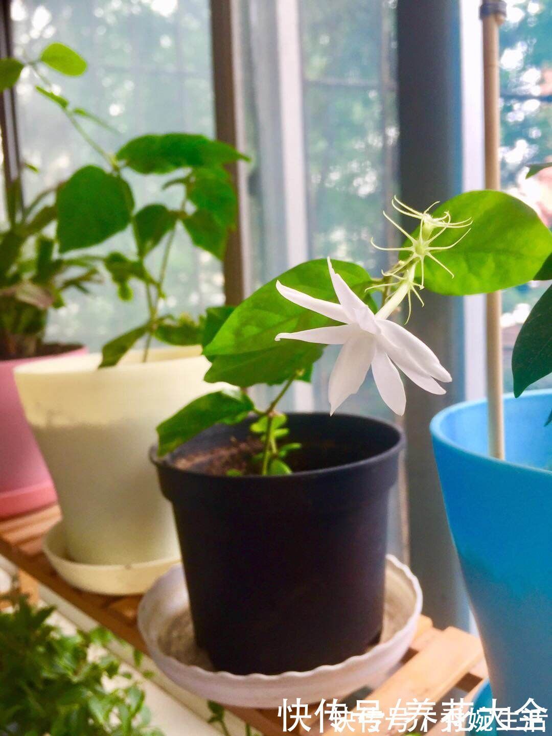 茉莉花|茉莉黄叶落叶怎么办?教你轻松养茉莉,重新繁茂