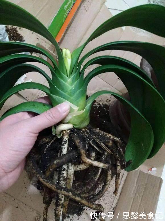 怎样让君子兰一年长出8片叶子?他的做法,值得我们学习