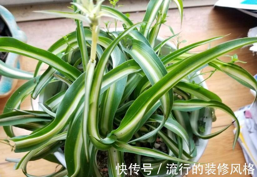 硫酸亚铁溶液|植物黄叶就用它调剂，当叶面肥、灌根，掌握住技巧贼好使