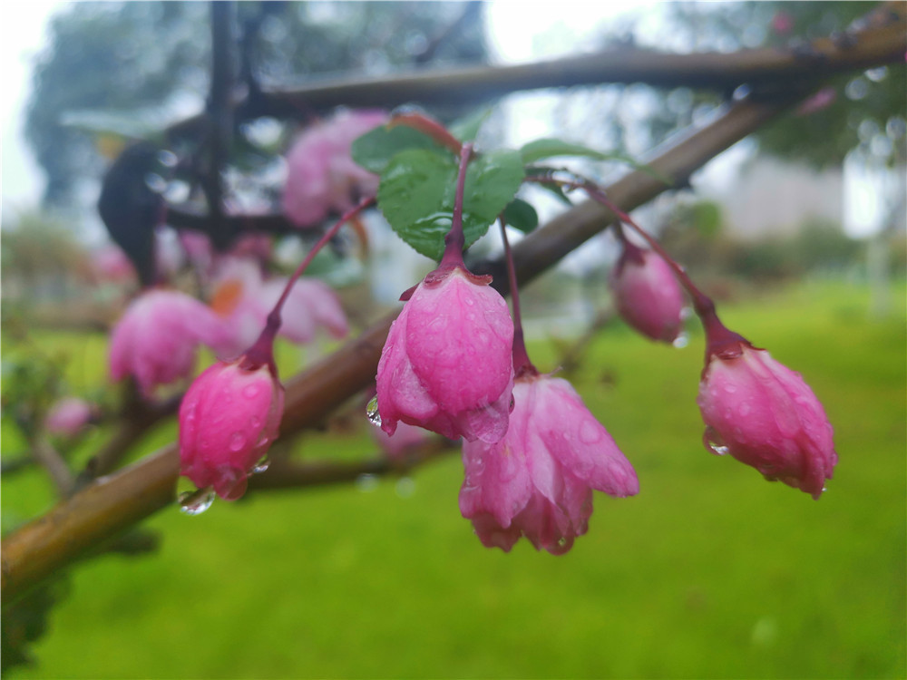 老年|美丽吉安:海棠花开 春色这边独好