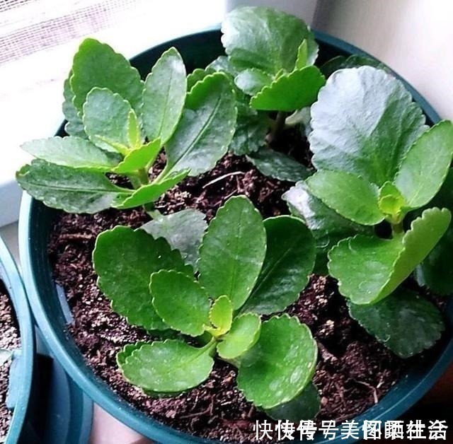 花盆|花盆里有小飞虫,不用喷药,简单1个方法,干净清爽,花草旺!