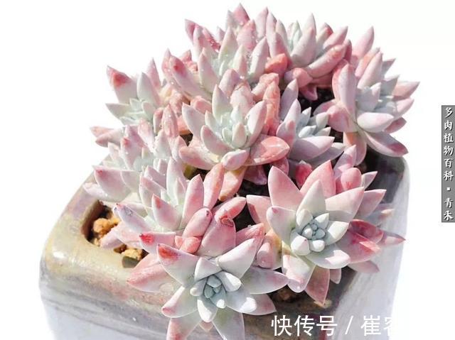 秋天来了，你的多肉们做好季节交替的准备了吗