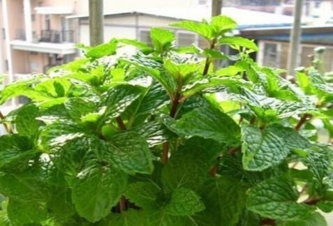 蚊子不喜欢的“5种花”,好养又漂亮,为了家人,值得多养三四盆