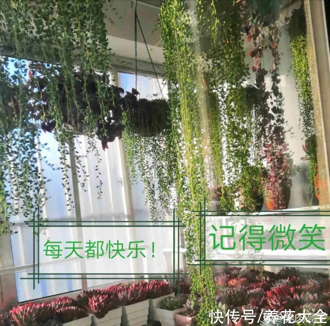 春天的多肉,长成一把大大扇子,看着就是爽