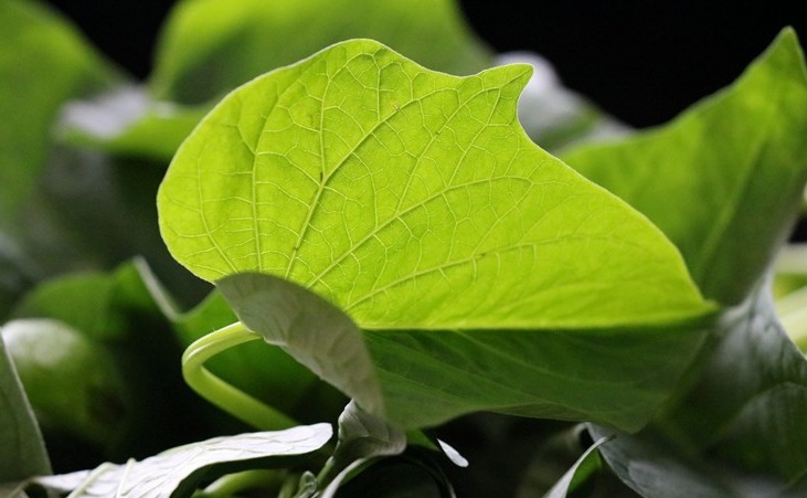 正当季|红薯叶煮鸡蛋，作用实在是太厉害了，省钱又实用，很多人都不晓得