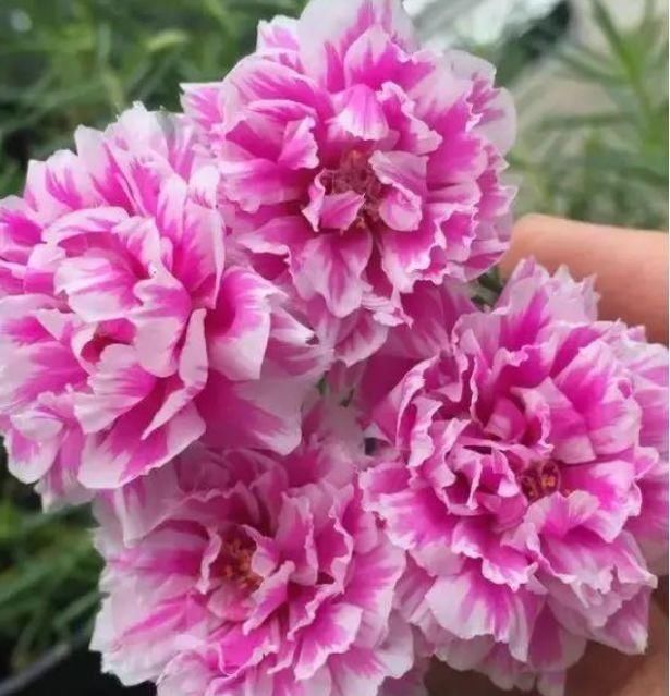 种花|有钱人都养4种花,开花爆盆花期长,花大色艳真漂亮,谁养谁上瘾