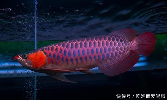 以60万美元的价格买走,这条鱼成为了世界上最贵的观赏鱼