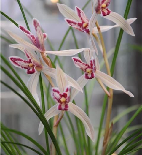 曾被抢购一空的兰花,以前一苗值千金,现在几块钱,花型独一无二