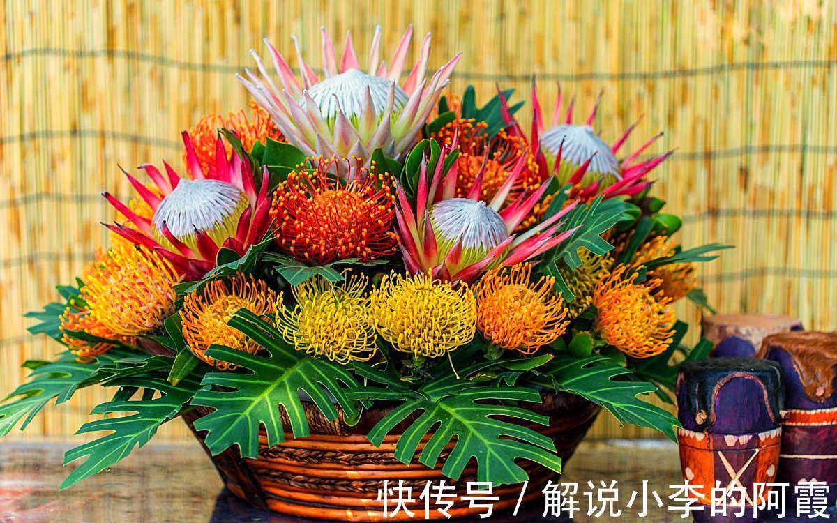 金色“大莲花”好看还好吃,“巨大神秘”的花,你肯定没见过