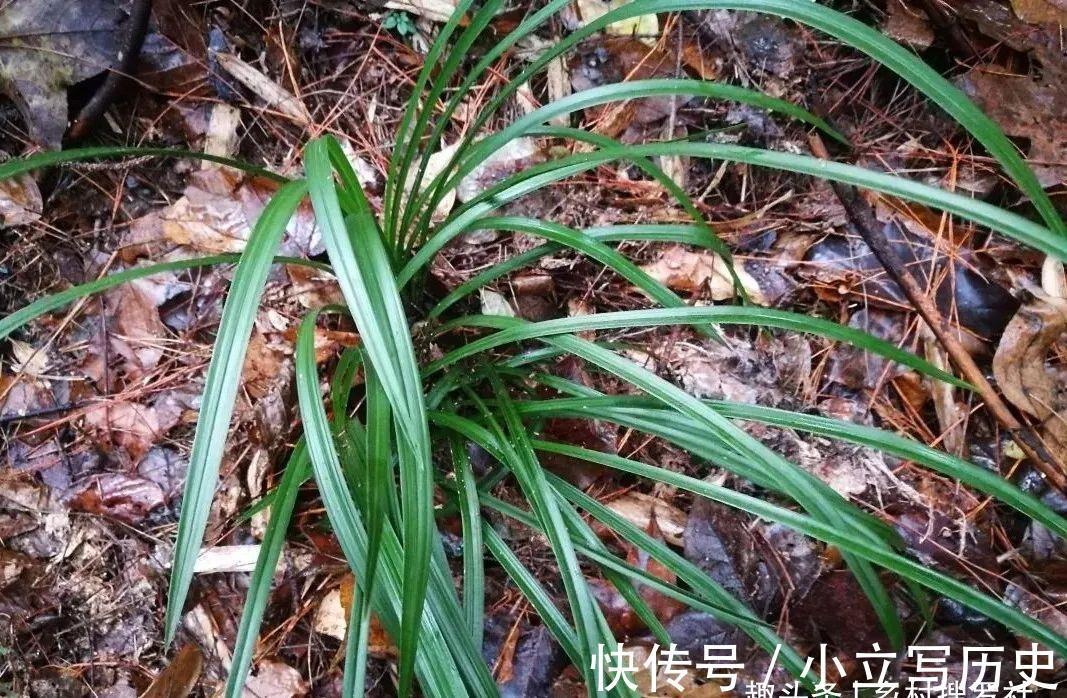 山上的兰花,也有只长苗而不开花的,你知道是什么原因吗?