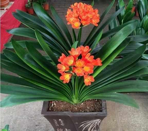 君子兰养得好不好,看叶子就行了,油光瓦亮、花开爆盆就是好兰