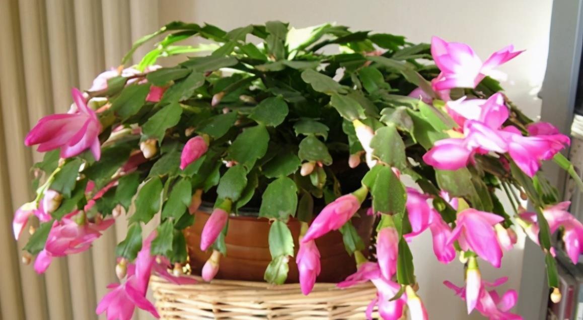 花友|害怕蟹爪兰夏季打蔫,告诉你几个关键操作,让它叶片油绿硬挺