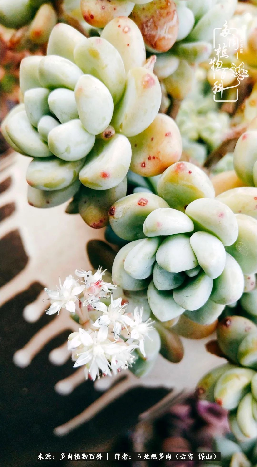 叶片|美了，美了！当秋天的风吹向你我的多肉！