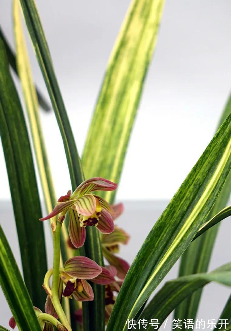 有经验的花友,都会按照4步走,总能挑出上品来,还养得超级棒