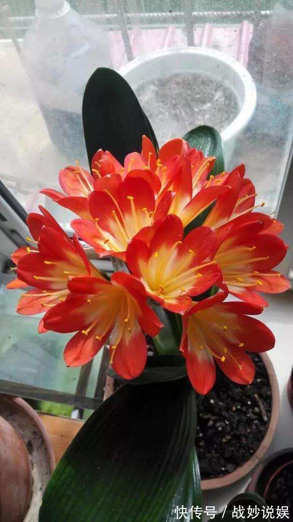 6种花是“老酒鬼”,1个月喝2杯,叶子油亮亮,花苞冒不完