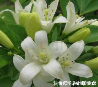 不要在家里错过这朵花花香闻起来比桂花好,容易生长好养护