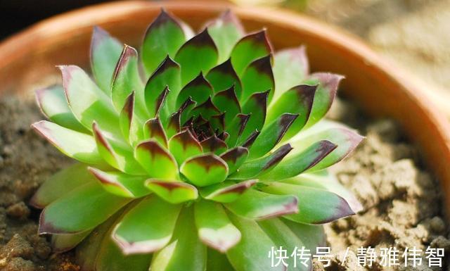 观音莲徒长、叶片下垂怎么办？做好4点有的救，时间久了成老桩