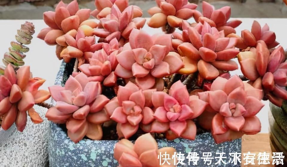 外行人|盆栽此款多肉，打理好这些，茎叶长得像莲花，一年四季都在开