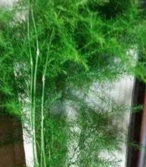 君子兰、虎皮兰,“它”的汁液滴上3—4滴,统统窜“爆”盆