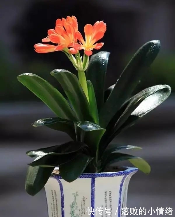 阳台上|“0至30度”的温度变化,会给君子兰带来不一样的生长体验!