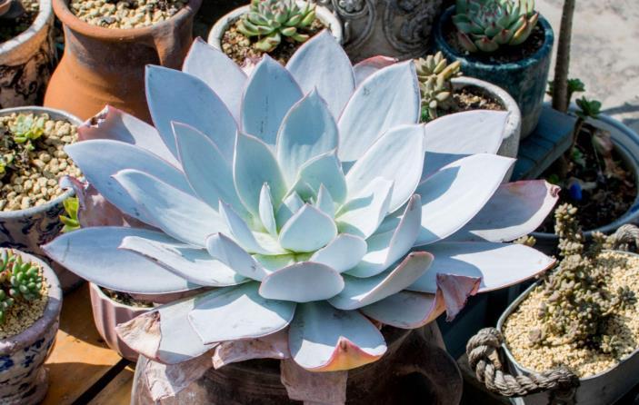 花友|“干养”多肉,需要掌握住哪些小技巧?