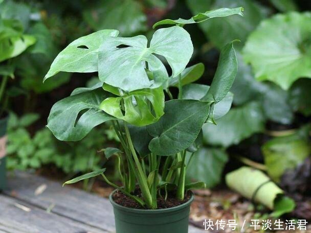 “病菌”不喜欢7种花，养家里，一家老小“身体好”，聪明人都养！