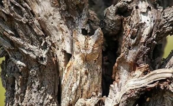 权威痴呆测试80分以上的大脑还算健康,看看你能及格吗