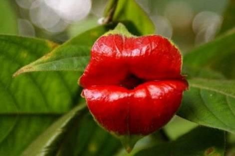 冷植物科普 性感迷人的嘴唇花 快资讯