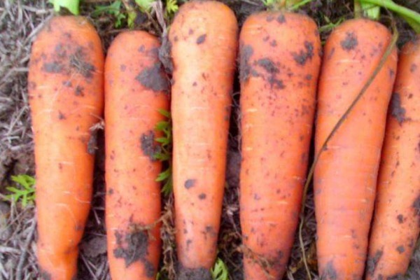 维生素c|让人倒下的不是病，而是无知，吃胡萝卜的4个禁忌，你需要了解！