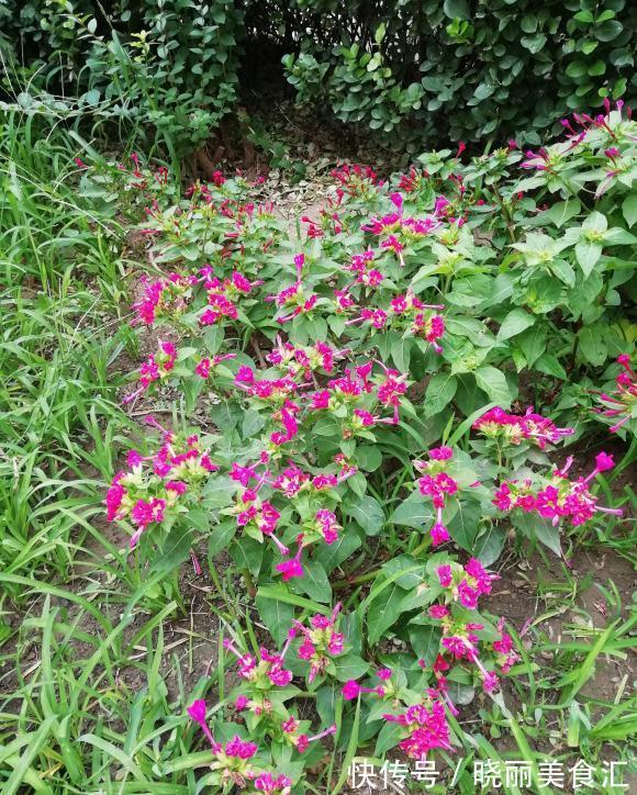 活了30年才知道它叫紫茉莉，花一开就该回家做饭了