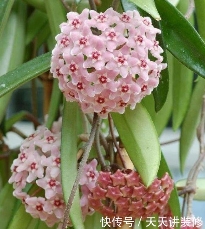 4款艳美的花卉,花大色艳花期长,好养如绿萝,简单易成活