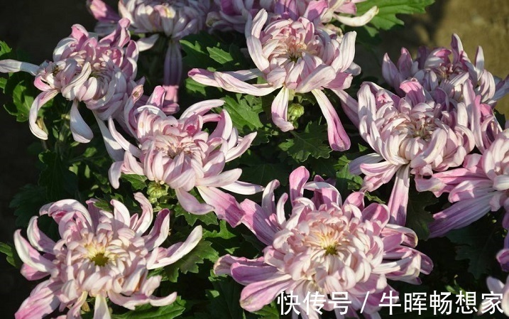 泡水|菊花和此物泡水喝,能养肝明目,视力也好了,值得分享给家人!