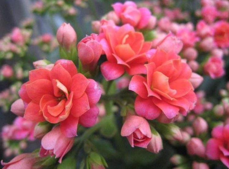 阳台养这几朵花,花开不断,好养易开花,阳台养出小花园